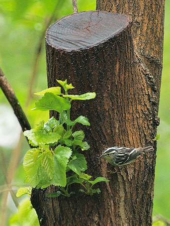 Black-and-White Warbler, Central Park