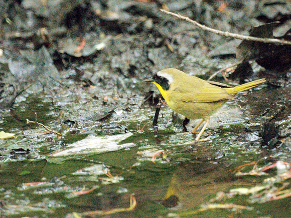 Common Yellowthroat, Central Park