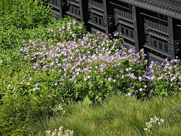 On the High Line