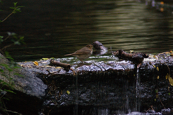 Veery getting her feet wet
