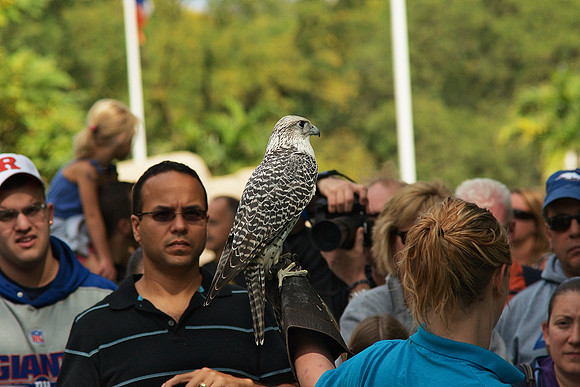 Gyrfalcon, "Nature's Air Show", Bronx Zoo
