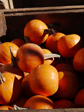 Tiny Pumpkins, St. Stephen's Greenmarket