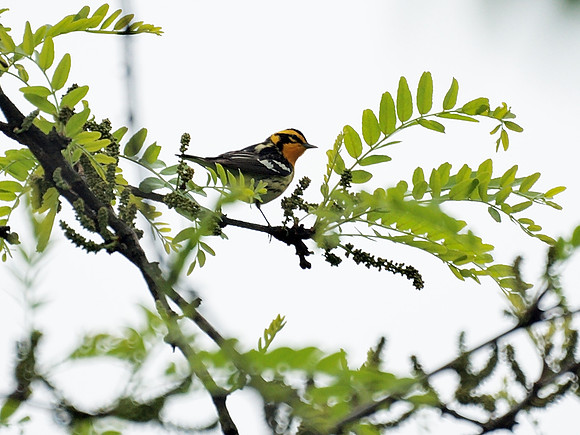 Blackburnian Warbler, Central Park