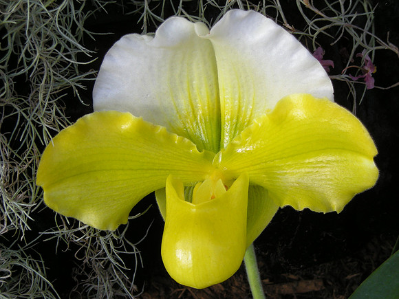 Paph-yellow-01