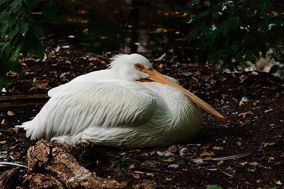 White Pelican in repose