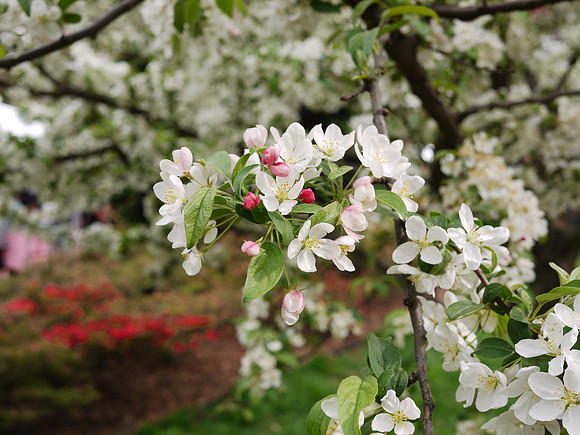 Sakura matsuri