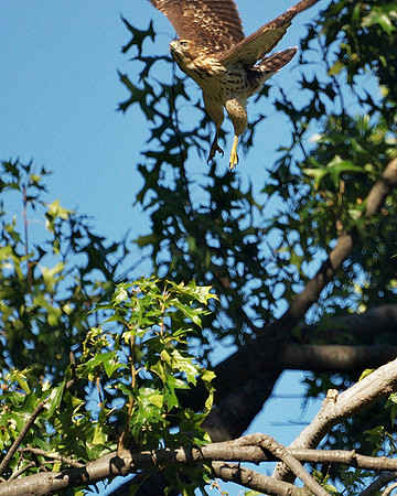 Broad-Winged Hawk takeoff