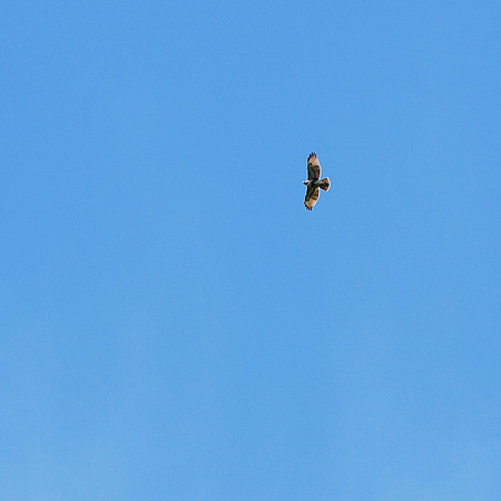 Red-tailed Hawk, East Hampton NY