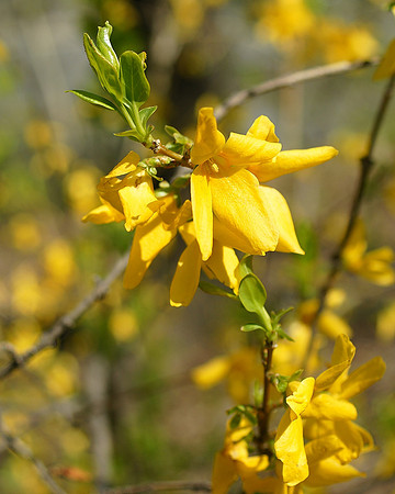 Forsythia, Central Park
