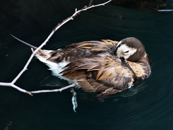 Sleeping duck, Central Park Zoo