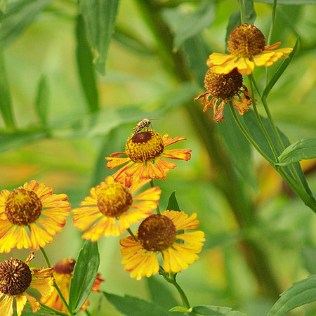 Sneezeweed and Ailanthus Webworm moth