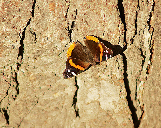 Red Admiral