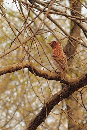 Purple Finch