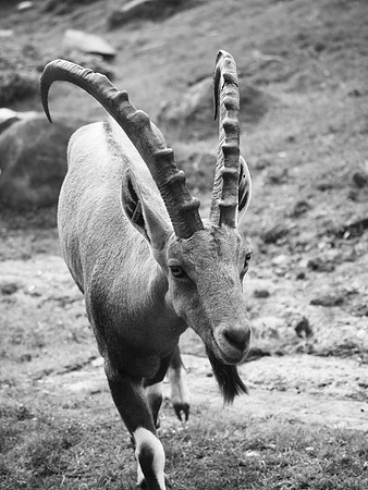 Ibex, Bronx Zoo