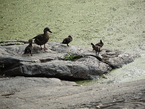 Ducks, Turtle Pond