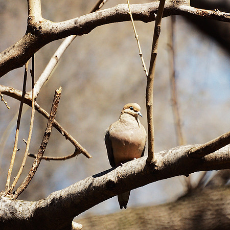 Mourning Dove