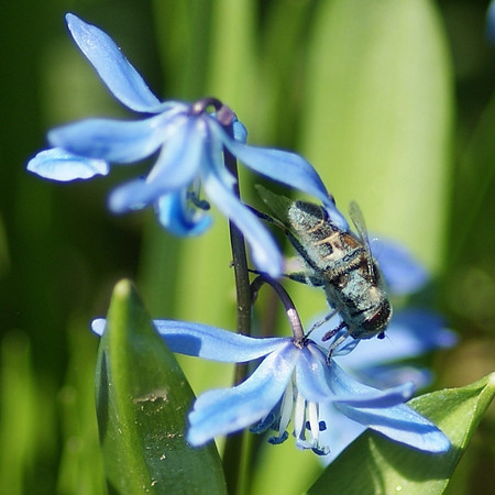 THE POLLINATOR