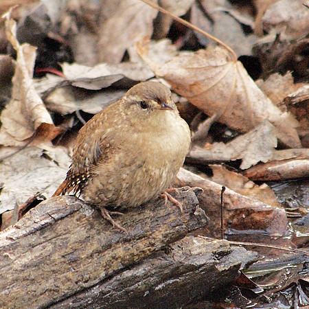 Winter Wren, Central Park