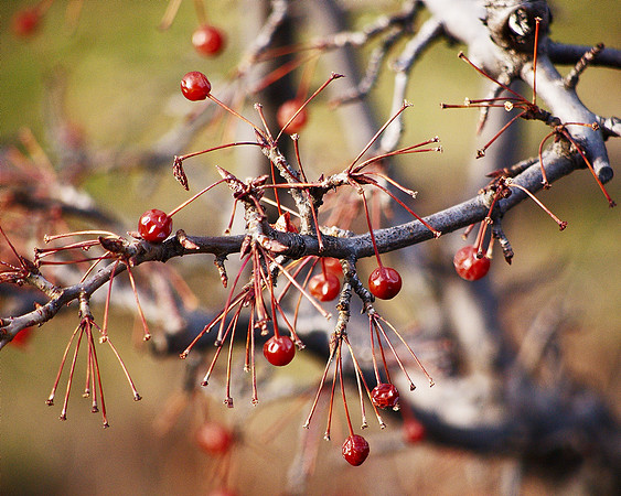 it's the berries