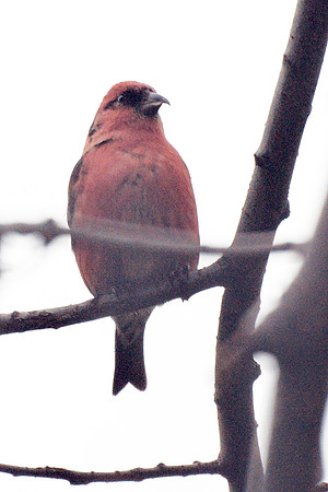 White-Winged Crossbill