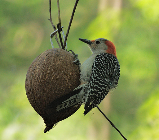 Red-Bellied Woodpecker, Central Park