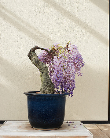 Bonsai wisteria
