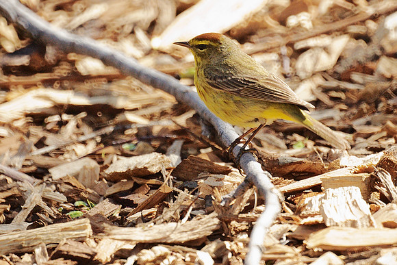 Palm Warbler, Central Park