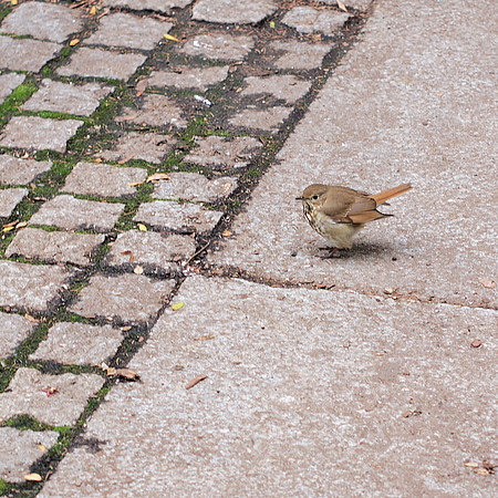 Hermit Thrush, Bryant Park