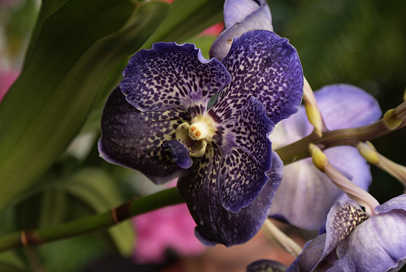Vanda Trevor Rathbone