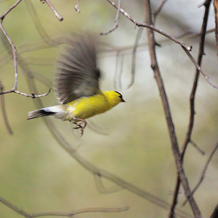 American Goldfinch, Central Park