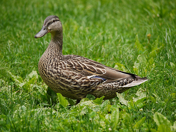 Mallard Duck, Central Park