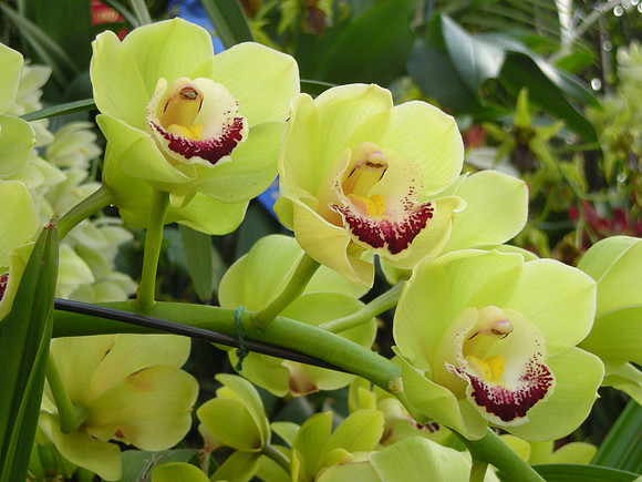 Cymbidium-DameCatherine-12