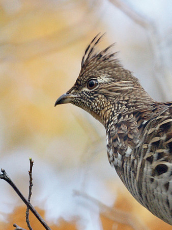 Ruffed Grouse, Greene County NY