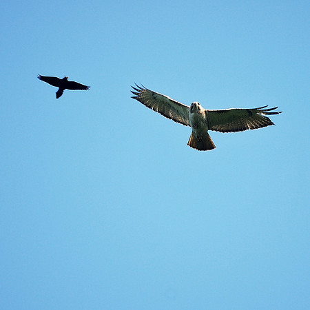 Grackle harassing Hawk, Central Park