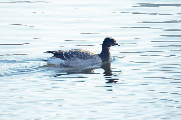 Brant, Central Park Reservoir