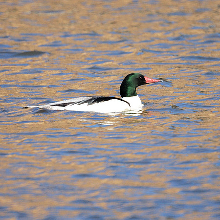 Common Merganser, Harlem Meer