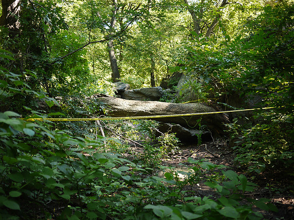 Storm damage in the Ramble after Hurricane Irene