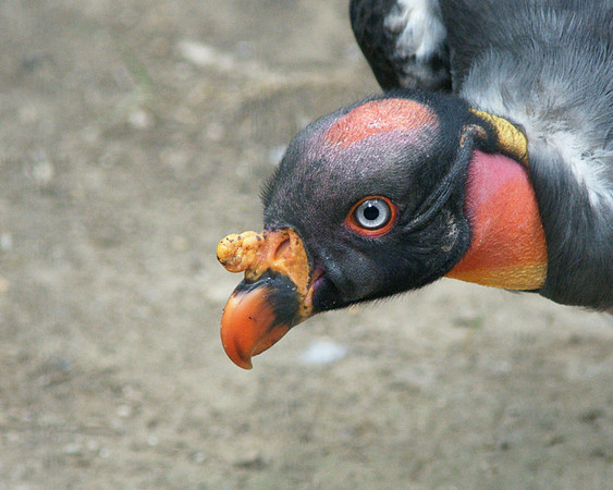 King Vulture