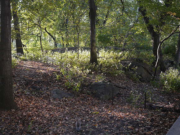 Central Park