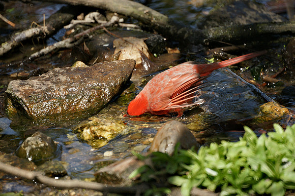 Cardinal drinking