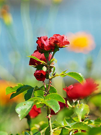 "A rose today.  But you will ask in vain tomorrow what it is"