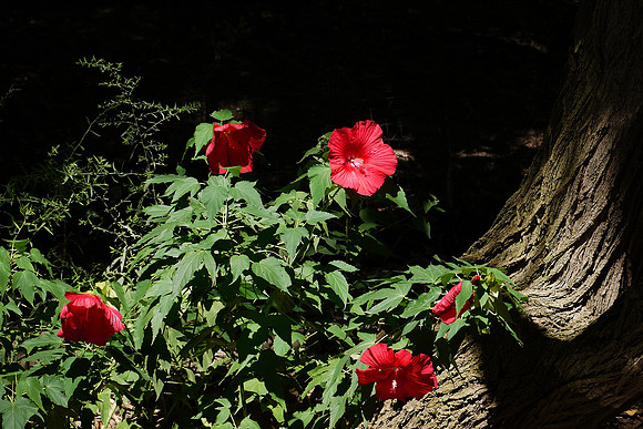 Hibiscus, Queens Zoo
