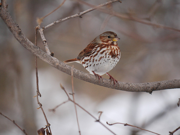 Fox Sparrow, Central Park