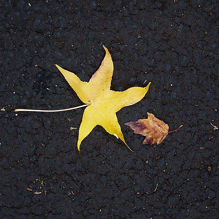 Fallen leaves, Bronx Zoo