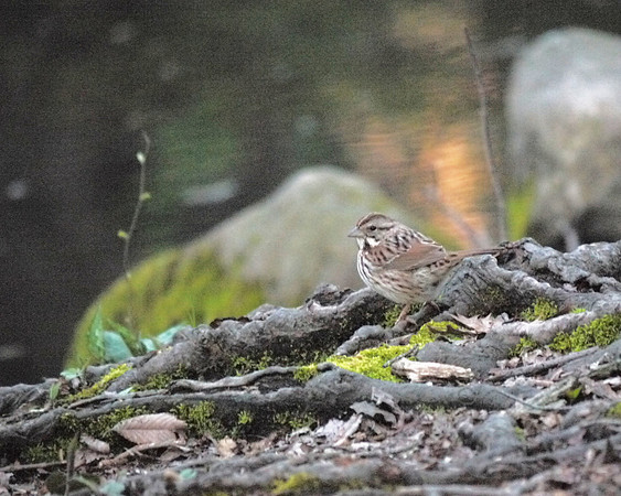 Song Sparrow, Central Park