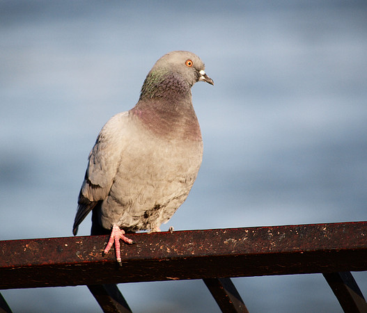 Pigeon, East River