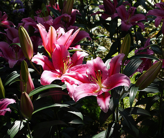 Lilies