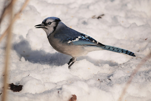 Bluejay in snow, Central Park