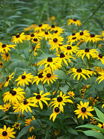 Black-Eyed Susans, Central Park