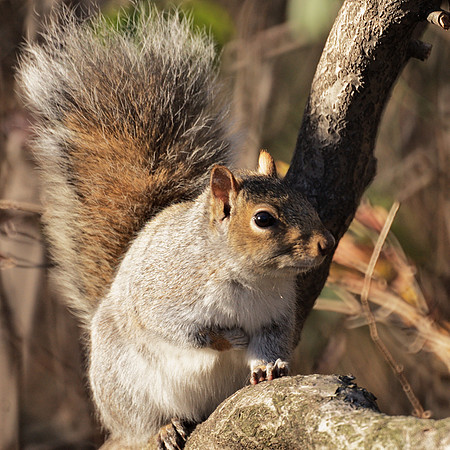 Drama Squirrrel